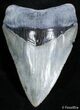 Nearly Inch Venice Beach Megalodon Tooth #2486-1